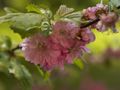 Prunus triloba Migdałek trójklapowy